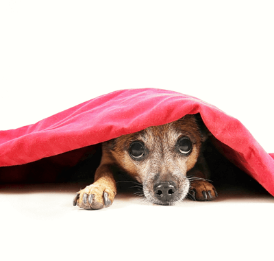 puppy in blanket